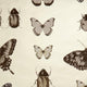 Papilio Botanica Wallpaper By Clarke & Clarke