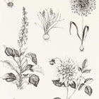 W0197/02 Roseraie Secret Garden Charcoal Wallpaper by Clarke & Clarke