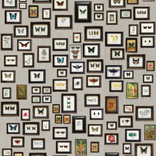 W6953-01 Narissa Multi Wallpaper by Matthew Williamson