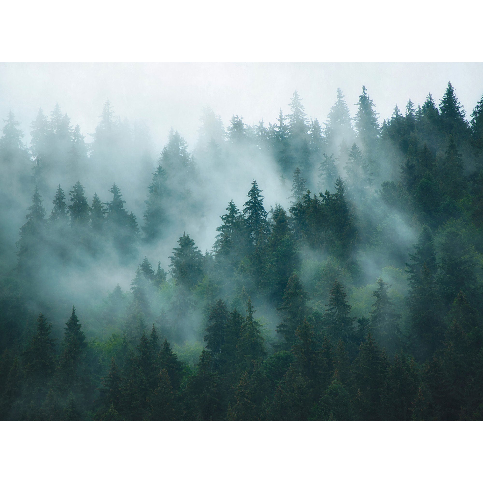 WH45263M Misty Evergreen Forest Blue Mural by Galerie