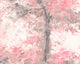 Dapple Blossom Seasons Murals Mural by Ohpopsi