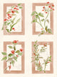 Sta Cruz Rosado Sevilla Wallpaper by Coordonné