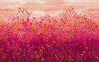 120409 Tanias Garden Sunset Mural Wallpaper by Clarissa Hulse