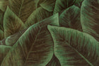 97572 Emerald Bird of Paradise Décors & Panoramiques Wallpaper By Arte