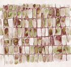 DGERO2041-2043 Salina Elm Mural by Masureel