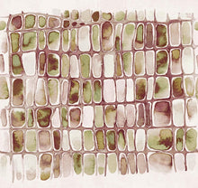 DGERO2041-2043 Salina Elm Mural by Masureel