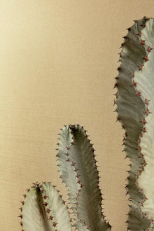 GAT604 Dixie Pampas Wallpaper by Masureel