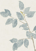 Beech Bluegrass By Lewis & Wood