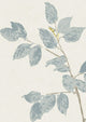 Beech Bluegrass Wide Width Wallpaper By Lewis & Wood