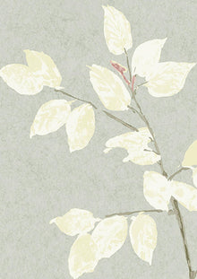 Beech Dove Wide Width Wallpaper By Lewis & Wood