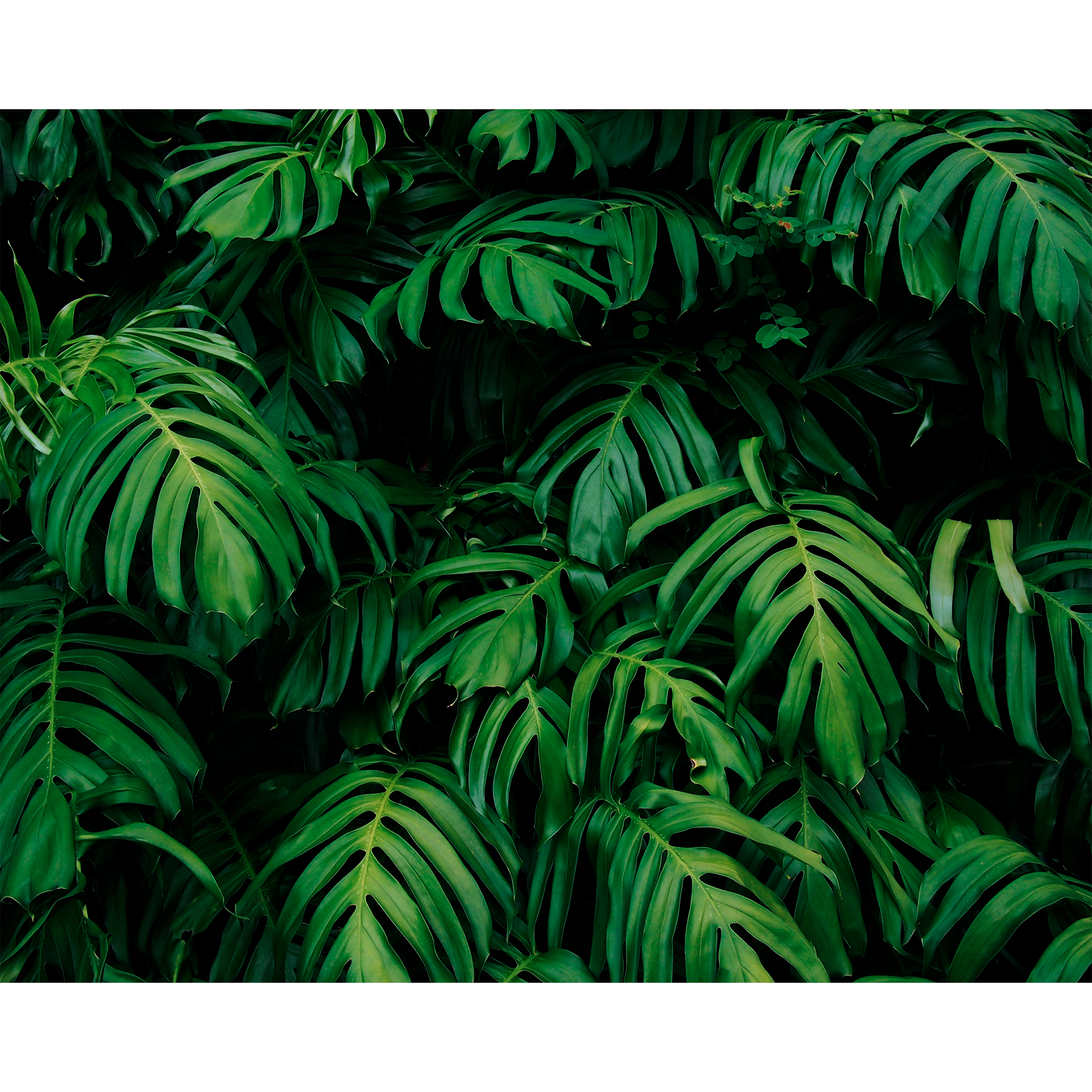 Rainforest Leaves Emerald Mural (Large) by Origin Murals
