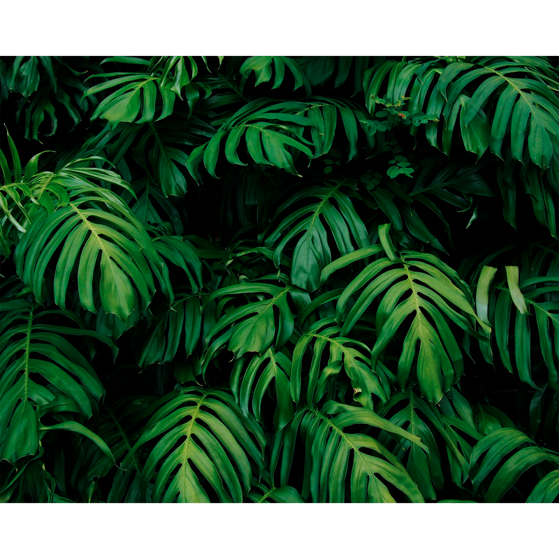 Rainforest Leaves Emerald Mural (Medium) by Origin Murals