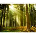 Spruce Forest Evergreen Mural (Large) by Origin Murals
