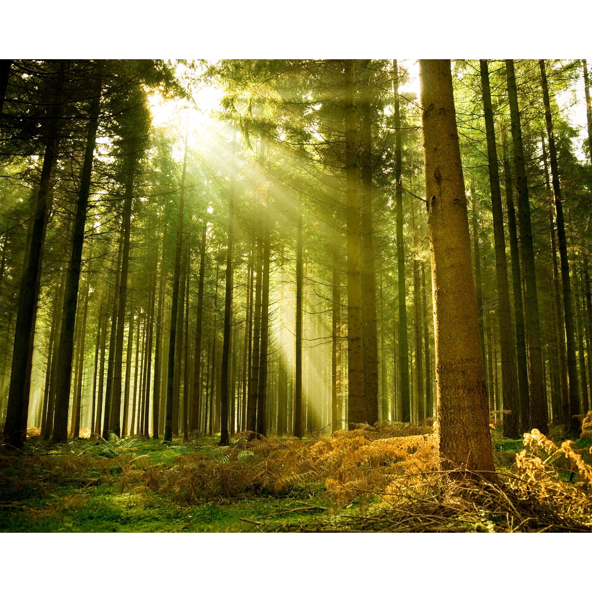 Spruce Forest Evergreen Mural (Large) by Origin Murals