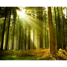 Spruce Forest Evergreen Mural (Large) by Origin Murals
