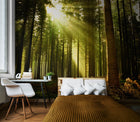 Spruce Forest Evergreen Mural (Large) by Origin Murals