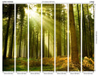 Spruce Forest Evergreen Mural (Large) by Origin Murals
