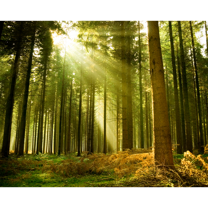 Spruce Forest Evergreen Mural (Medium) by Origin Murals