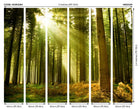 Spruce Forest Evergreen Mural (Medium) by Origin Murals