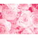 Petals Rose Pink Mural (Large) by Origin Murals