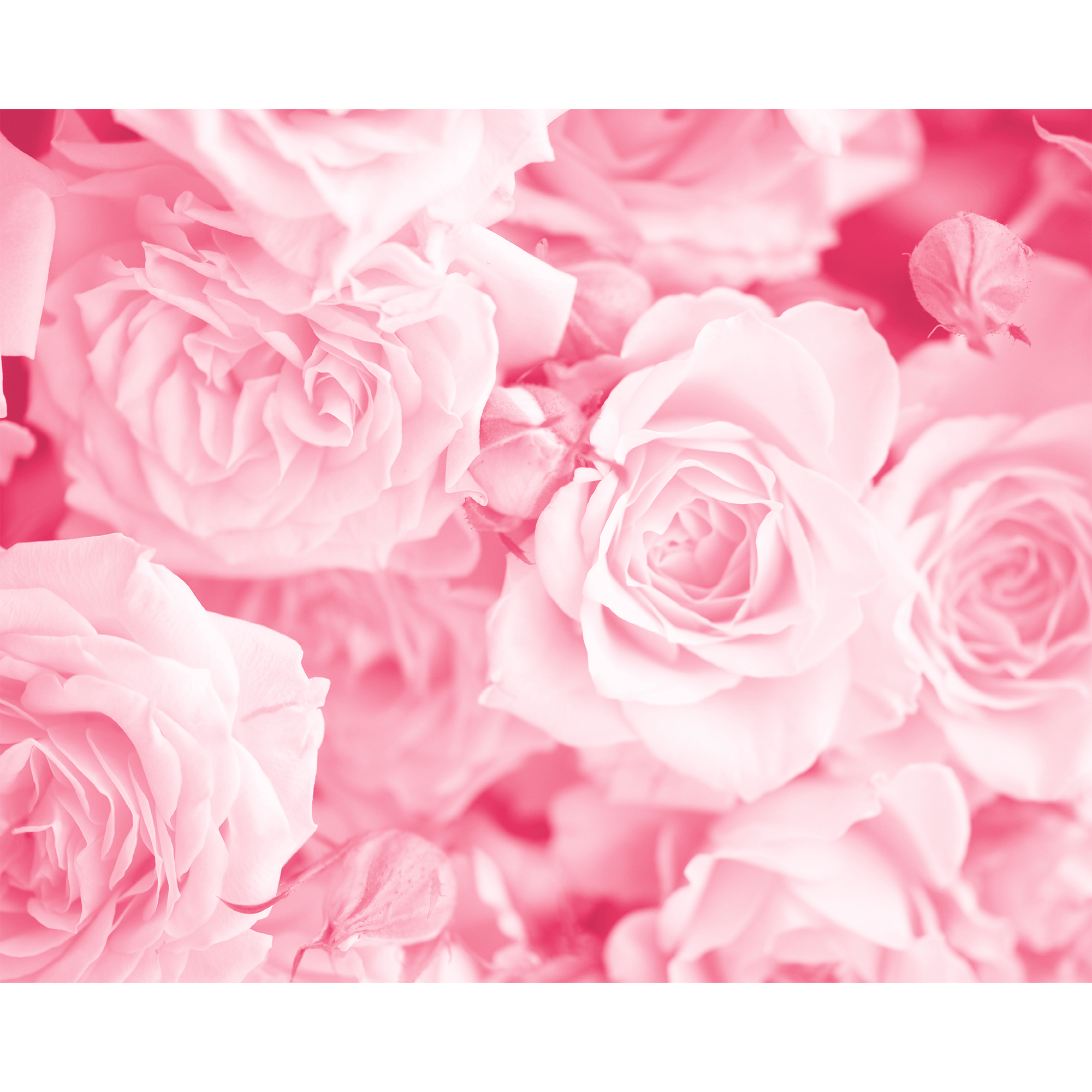 Petals Rose Pink Mural (Medium) by Origin Murals