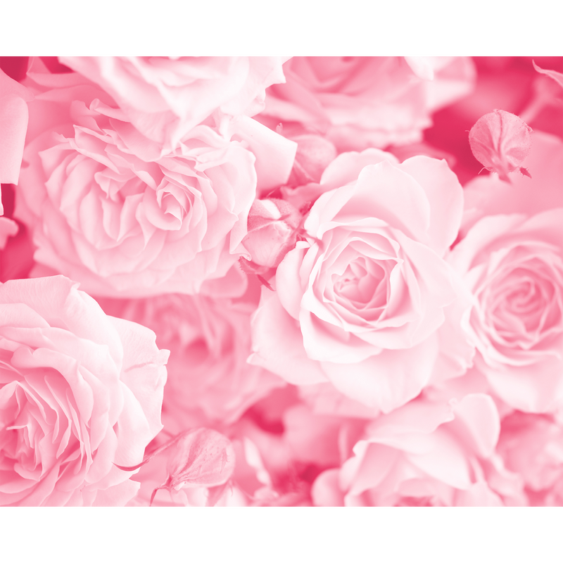 Petals Rose Pink Mural (Medium) by Origin Murals