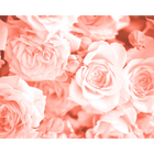 Petals Peach Mural (Large) by Origin Murals