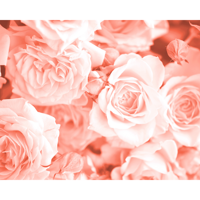 Petals Peach Mural (Medium) by Origin Murals