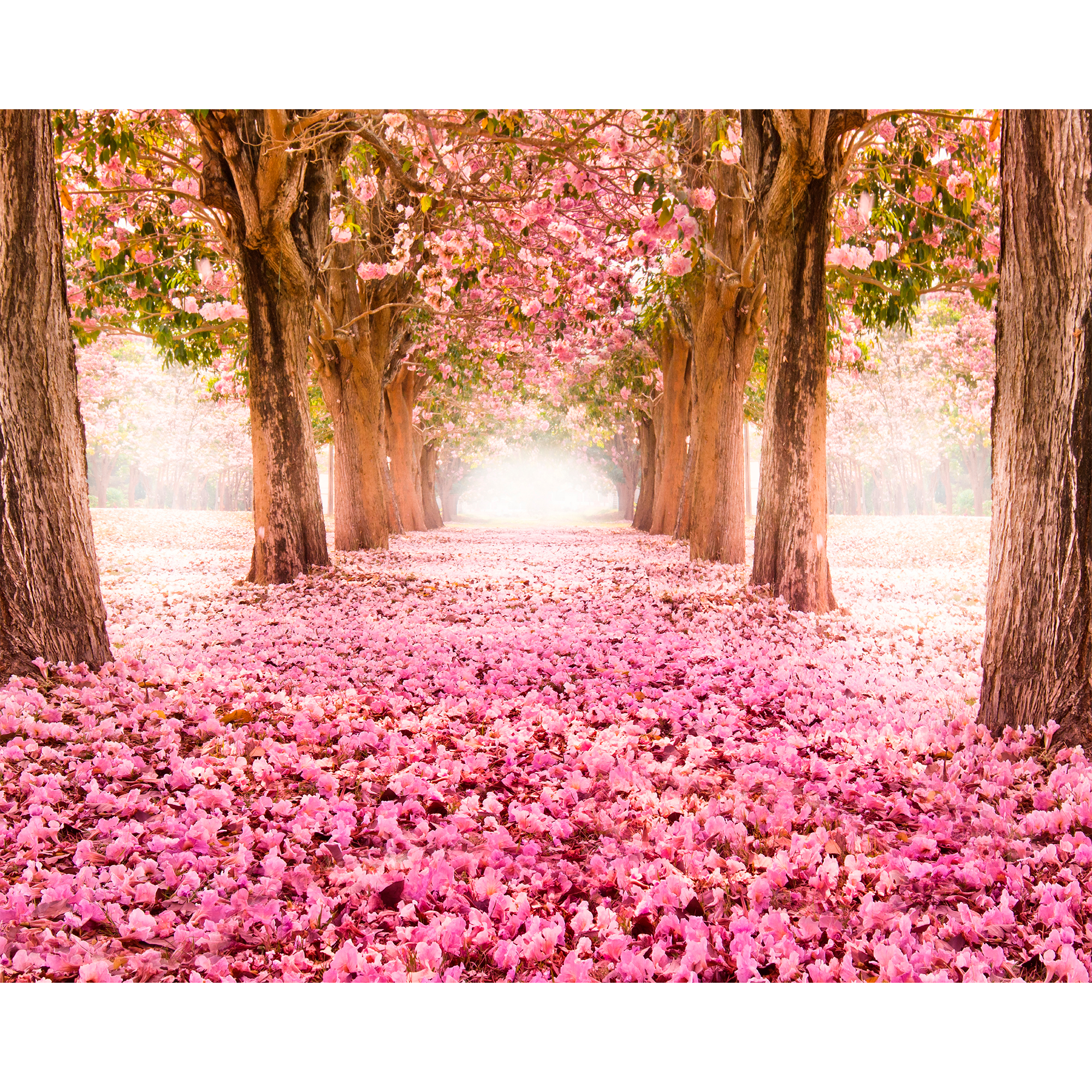 Blossom Trees Rose Pink Mural (Large) by Origin Murals