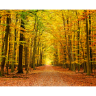 Autumn Forest Spice Mural (Large) by Origin Murals