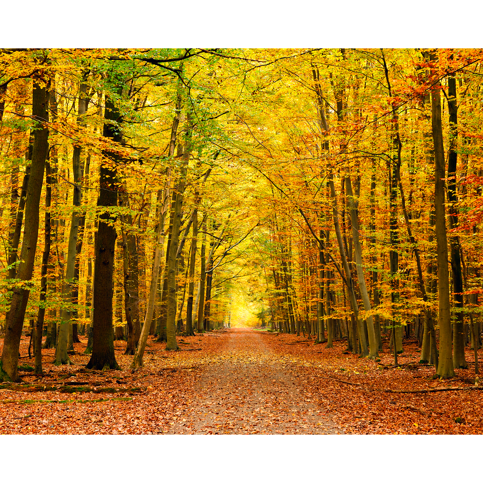 Autumn Forest Spice Mural (Medium) by Origin Murals