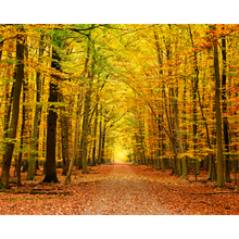Autumn Forest Spice Mural (Medium) by Origin Murals