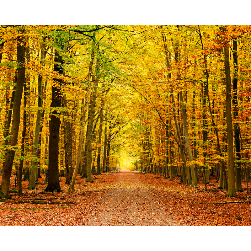 Autumn Forest Spice Mural (Medium) by Origin Murals